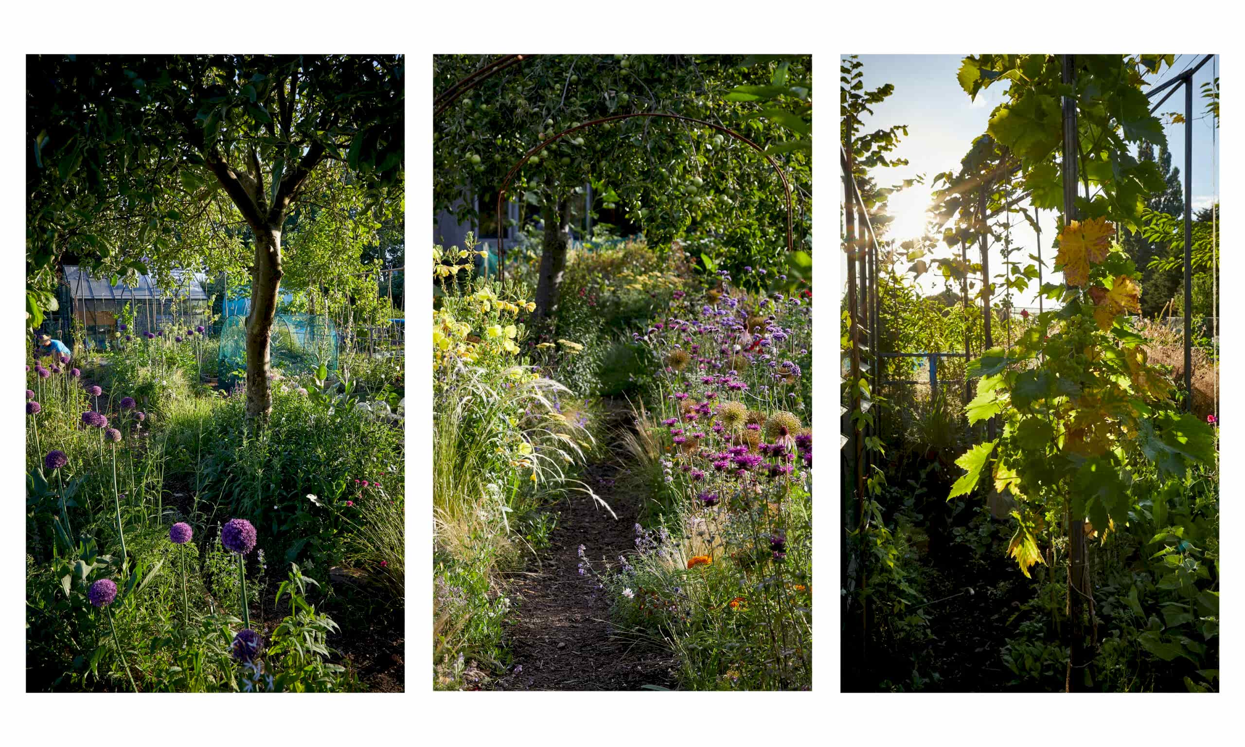 Allotment_garden_design10