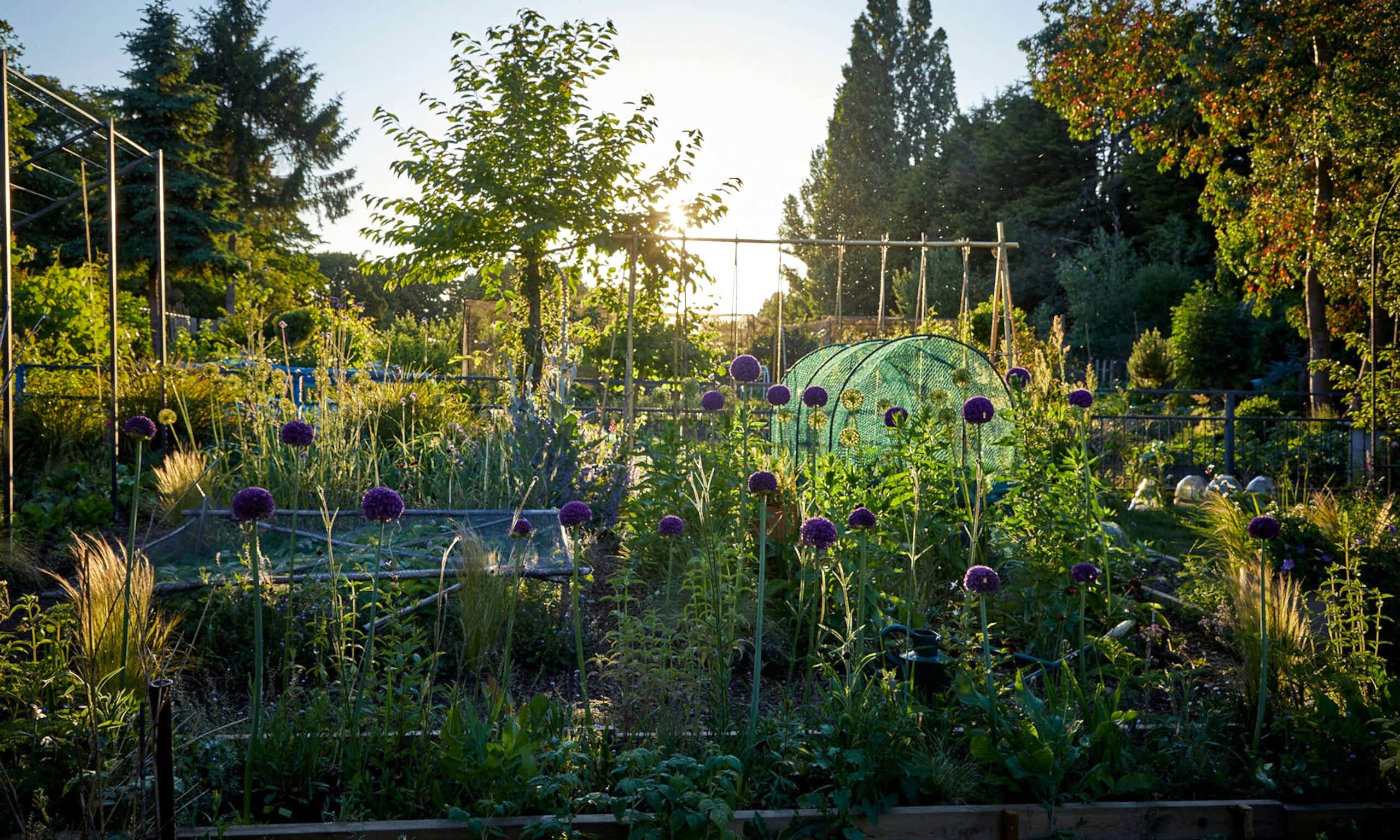 Allotment_garden_design17